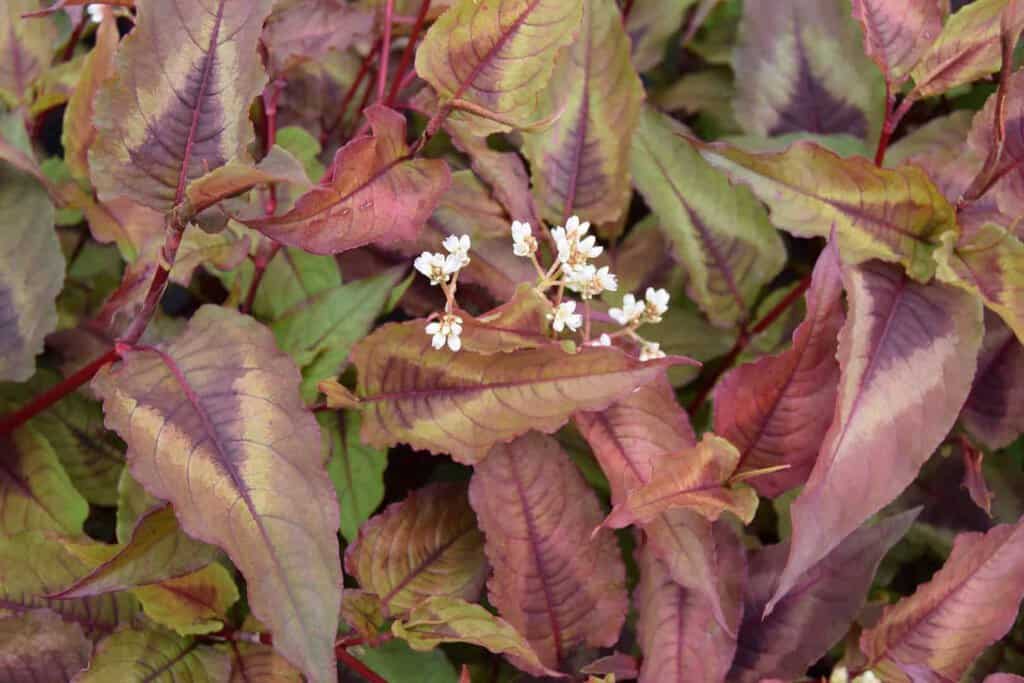 Persicaria microphylla 'Red Dragon' ---